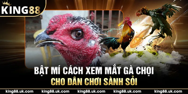 Bật mí cách xem mắt gà chọi cho dân chơi sành sỏi