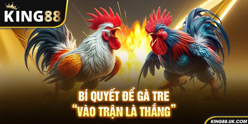 Bí quyết để gà tre “vào trận là thắng”