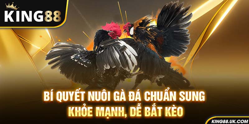 Bí Quyết Nuôi Gà Đá Chuẩn Sung, Khỏe Mạnh, Dễ Bắt Kèo