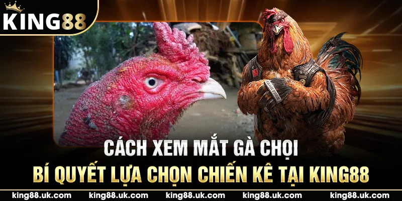 Cách Xem Mắt Gà Chọi - Bí Quyết Lựa Chọn Chiến Kê Tại King88