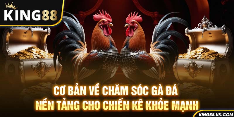 Cơ bản về chăm sóc gà đá – Nền tảng cho chiến kê khỏe mạnh