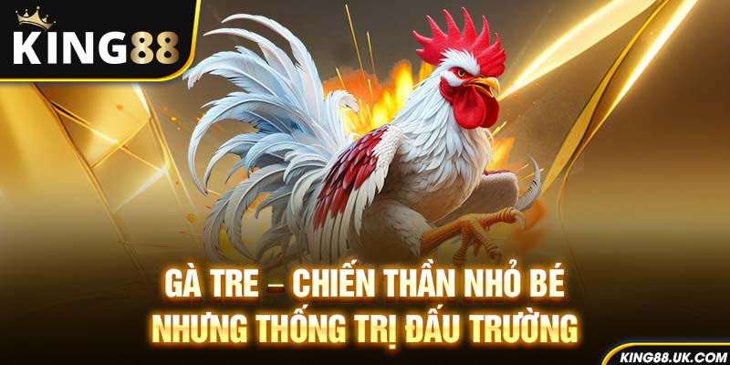 Gà tre – Chiến thần nhỏ bé nhưng thống trị đấu trường