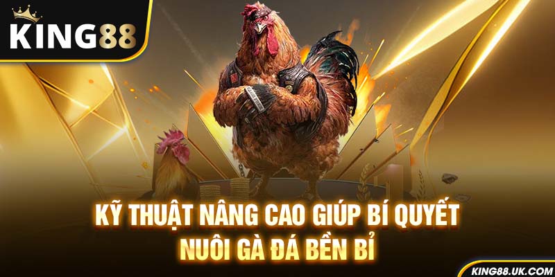 Kỹ thuật nâng cao giúp bí quyết nuôi gà đá bền bỉ