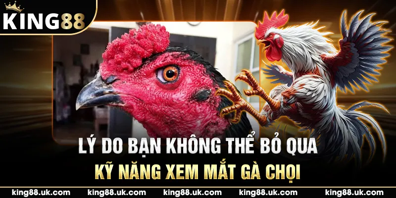 Lý do bạn không thể bỏ qua kỹ năng xem mắt gà chọi