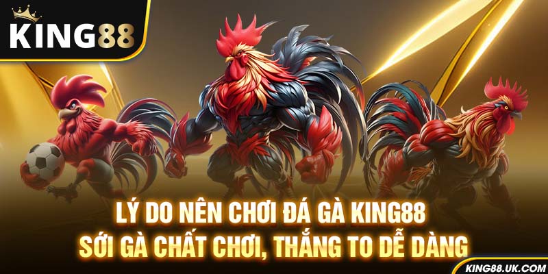 Lý do nên chơi đá gà King88 – Sới gà chất chơi, thắng to dễ dàng