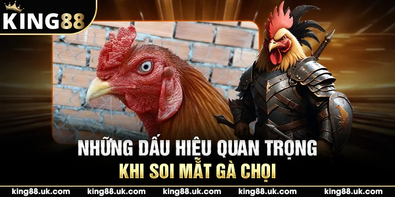 Những dấu hiệu quan trọng khi soi mắt gà chọi