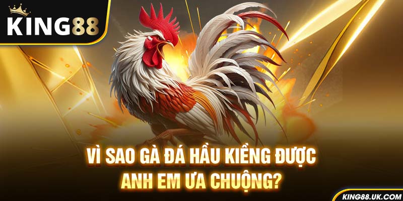 Vì sao gà đá hầu kiềng được anh em ưa chuộng?